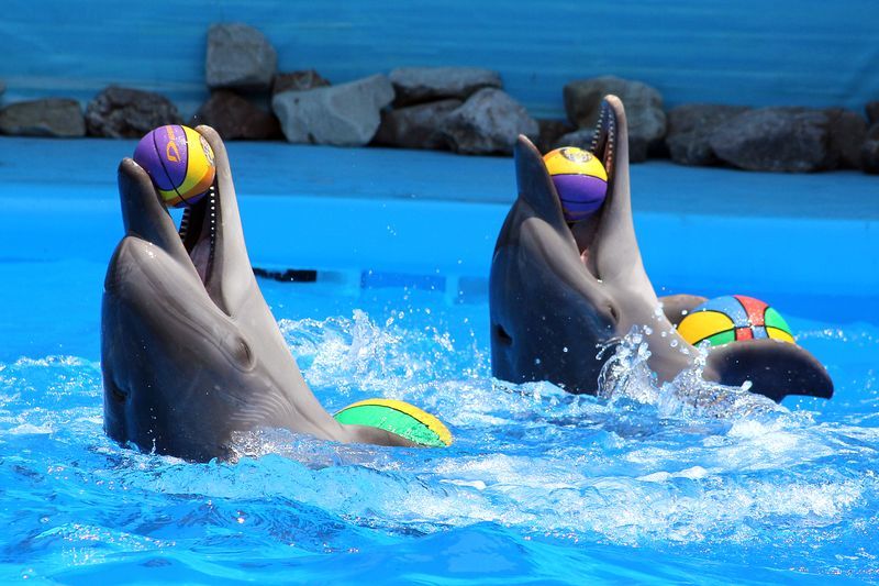 Дельфинарий на отдыхе в Алуште в Крыму у моря